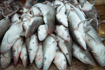 Obraz premium fresh catch of baby sharks