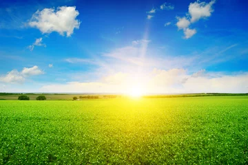 Crédence de cuisine en verre imprimé Campagne beau lever de soleil sur les pois des champs