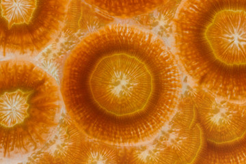 Carrot slices as background texture