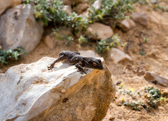 Tenerife Gecko - Tarentola delalandii - on rocks