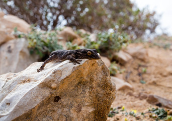 Tenerife Gecko - Tarentola delalandii - on rocks