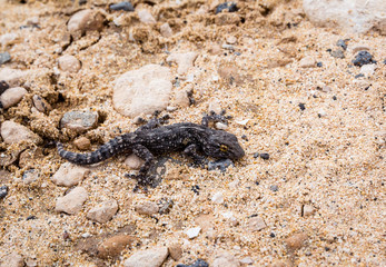 Tenerife Gecko - Tarentola delalandii - on rocks