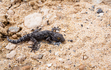 Tenerife Gecko - Tarentola delalandii - on rocks