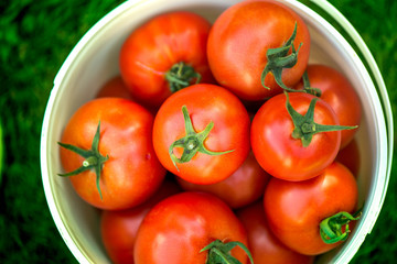 Large summer harvest. Macro shot of a group of freshly picked red ripe tomatoes in a white bucket in the middle of a garden on a sunny summer day