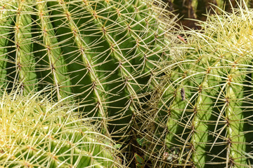 Detail of cactus with its thorns, colors and textures