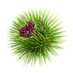 Purple flower of burdoc with green bud isolated on a white background. Design element for product label, catalog print, web use.