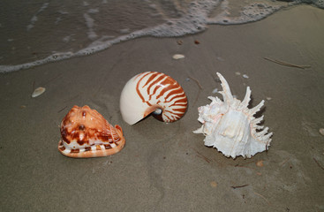 Three types of natural seashells on the sand beach approaching by soft wave, Thailand 