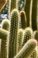 Detail of cactus with its thorns, colors and textures