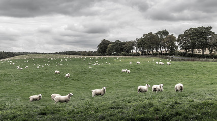 Obraz premium Schafherde in England