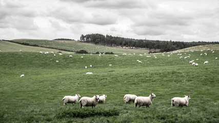 Fototapeta premium Schafherde in England
