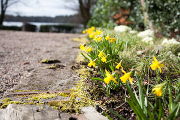 Spring has arrived Daffodils in bloom