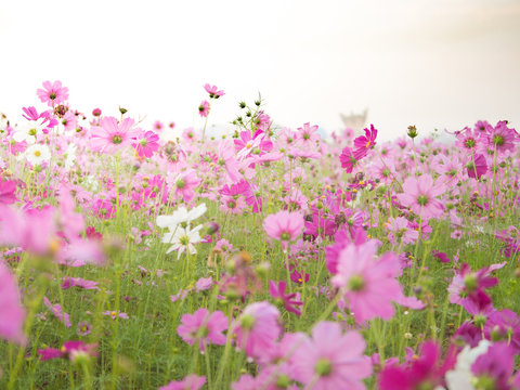cosmos flower field on mountain © Chanakhan