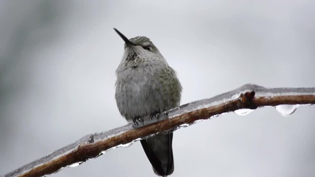 Hummingbird