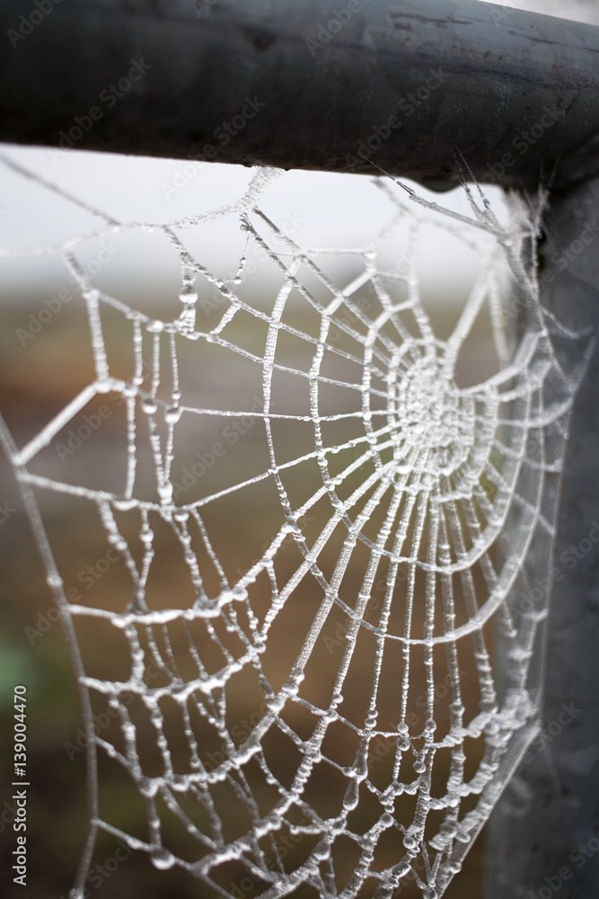 Wall mural frozen spider web on gate