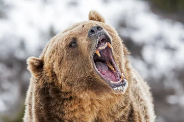 Foto op Aluminium Grizzly with Open Mouth © seread
