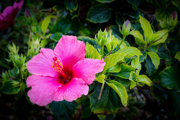Pink Hibiscus Flower