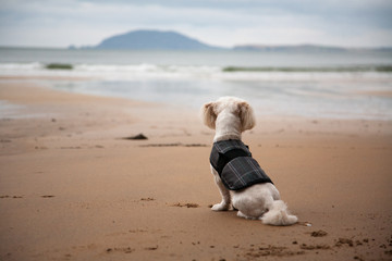 Small Dog Overlooking Ocean