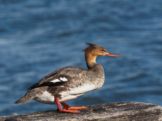 Merganser on the pier - Mergus merganser