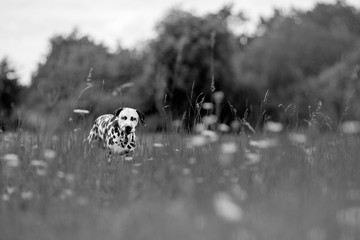 dalmatian
