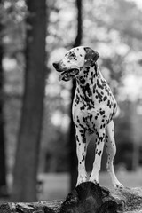 dalmatian