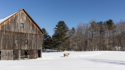 Old New England Barn and cow in winter