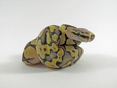 Close up of a  baby yellow and black coloured Royal / Ball Python  against a white background

