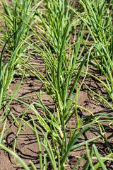 Growing onion blured background