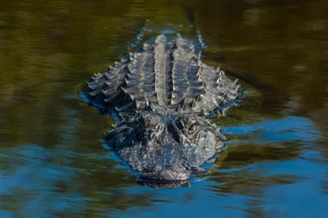 Fototapeten Alligator © Ira Mark Rappaport