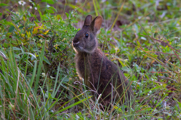 Marsh Rabbit