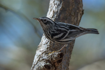 Black and White Warble Bird