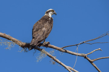 Osprey Bird