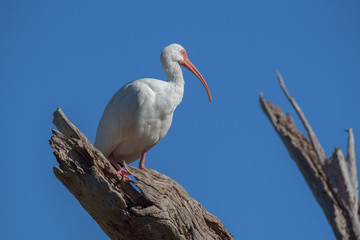 Ibis Bird