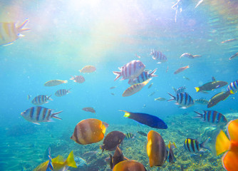 Underwater landscape with tropical fish and sunlight. Exotic island lagoon with oceanic life.