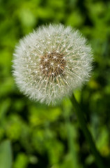Dandelions in the meadow. Bright flowers dandelions on background of green meadows.
