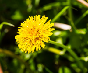 Dandelions in the meadow. Bright flowers dandelions on background of green meadows.