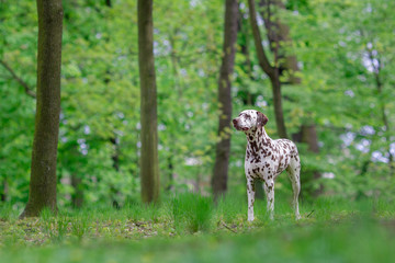 dalmatian