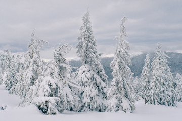 Magic fir trees covered by snow in mountains