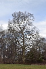 Fototapeta na wymiar Trees in New Jersey