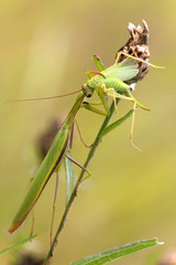 Mantis