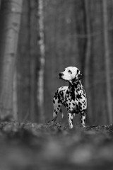 dalmatian
