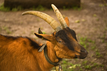 Billy Goat Gruff. Resident of the Geneva Arboretum, Switzerland.