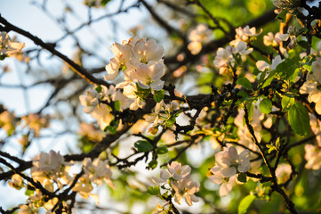 Blooming apple flowers, branches in warm sunset sunlight colors