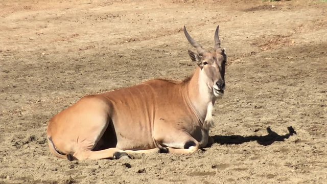 4K HD Video of One Antelope laying on barren dirt chewing cud. fermented ingesta, known as cud, is regurgitated and chewed again to acquire nutrients from plant-based food.