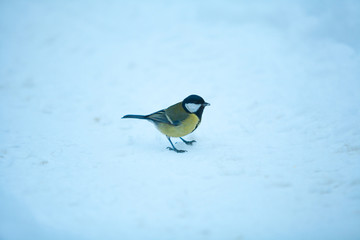 beautiful little bird of titmouse in the winter on blue background