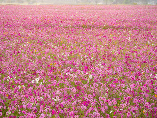 Fototapeta premium cosmos flower field on mountain