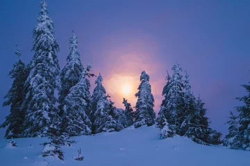 Fototapeten Nachts mit Schnee bedeckter Winterwald mit Mond am Himmel © gilitukha