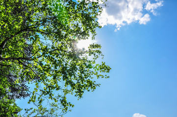 Sun rays shining trough green leaves and branches in blue sky