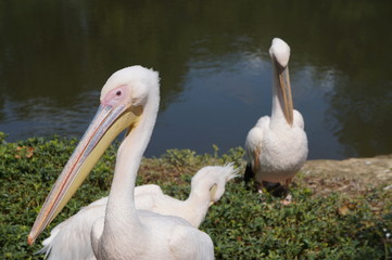 Pélicans devant un lac