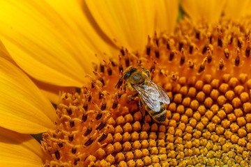 Honey bee on sunflower.