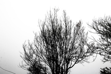 low key branch of tree and white sky,black color of branch,isolated on white